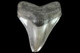 Serrated, Fossil Megalodon Tooth - Feeding Damage #90762-1
